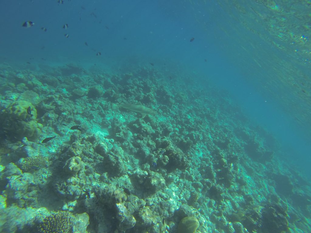 reef snorkeling