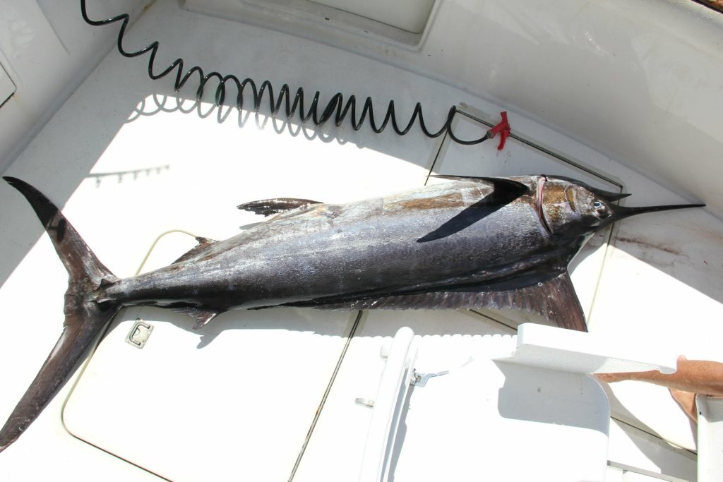 blue marlin on boat