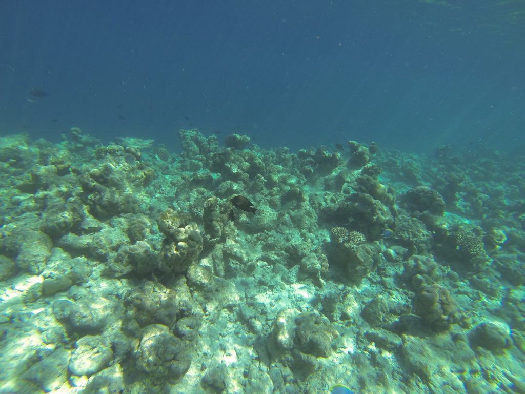 deep dive on reef