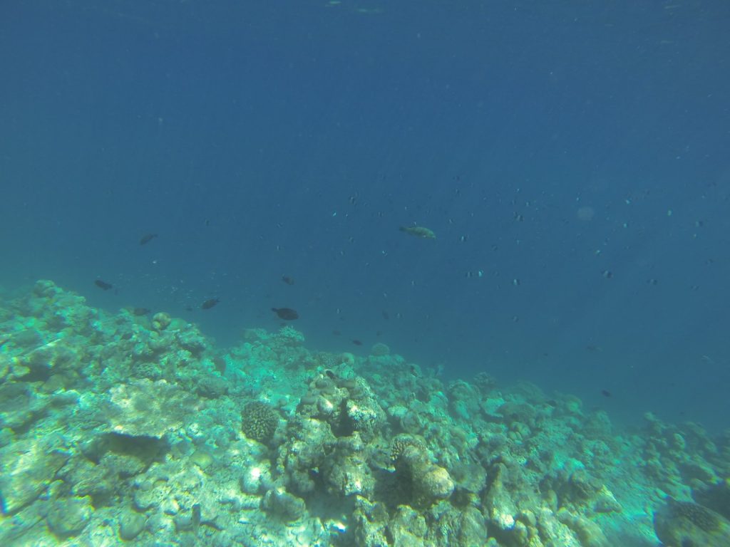 reef snorkeling cool