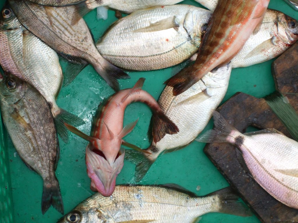 first catch)