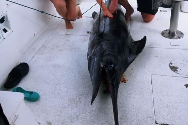 JackCana Tours Punta Cana marlin report
