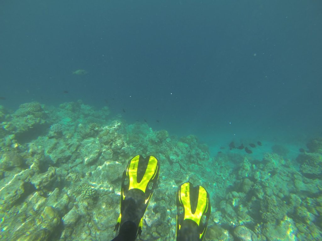 on reef DR