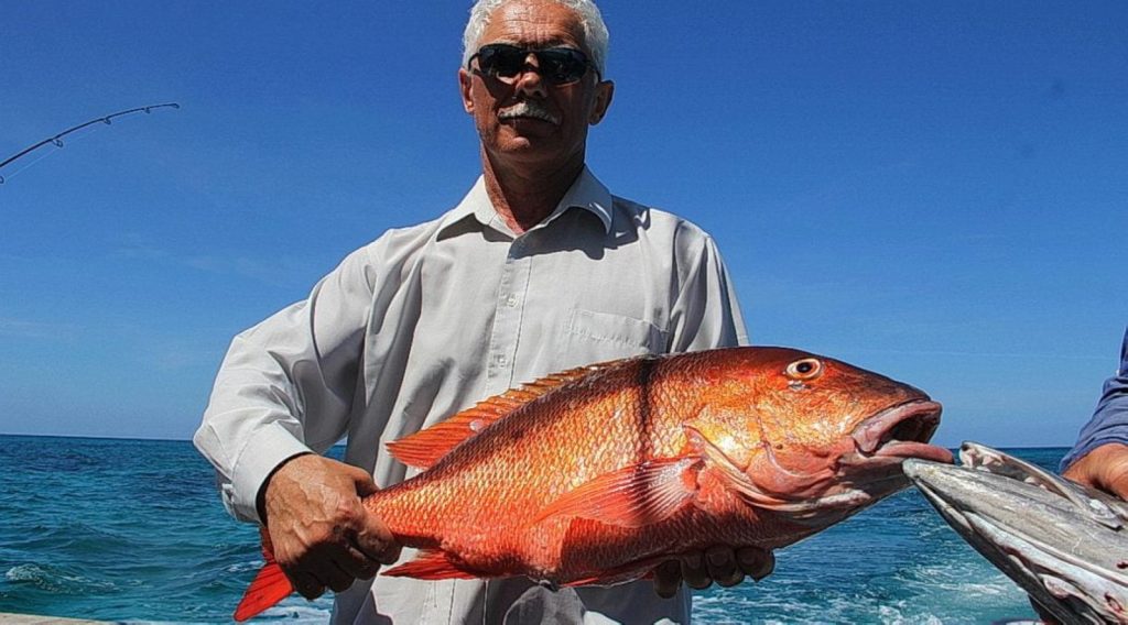 red snapper DR