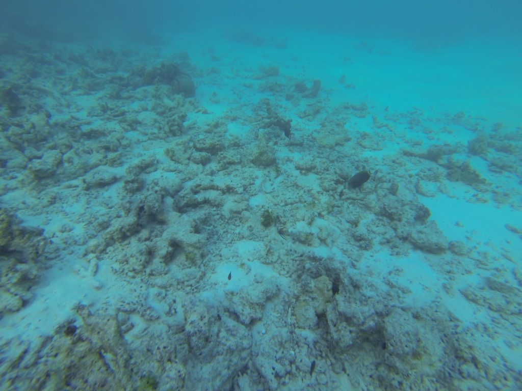 cool reef