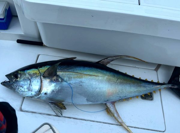 Dorado