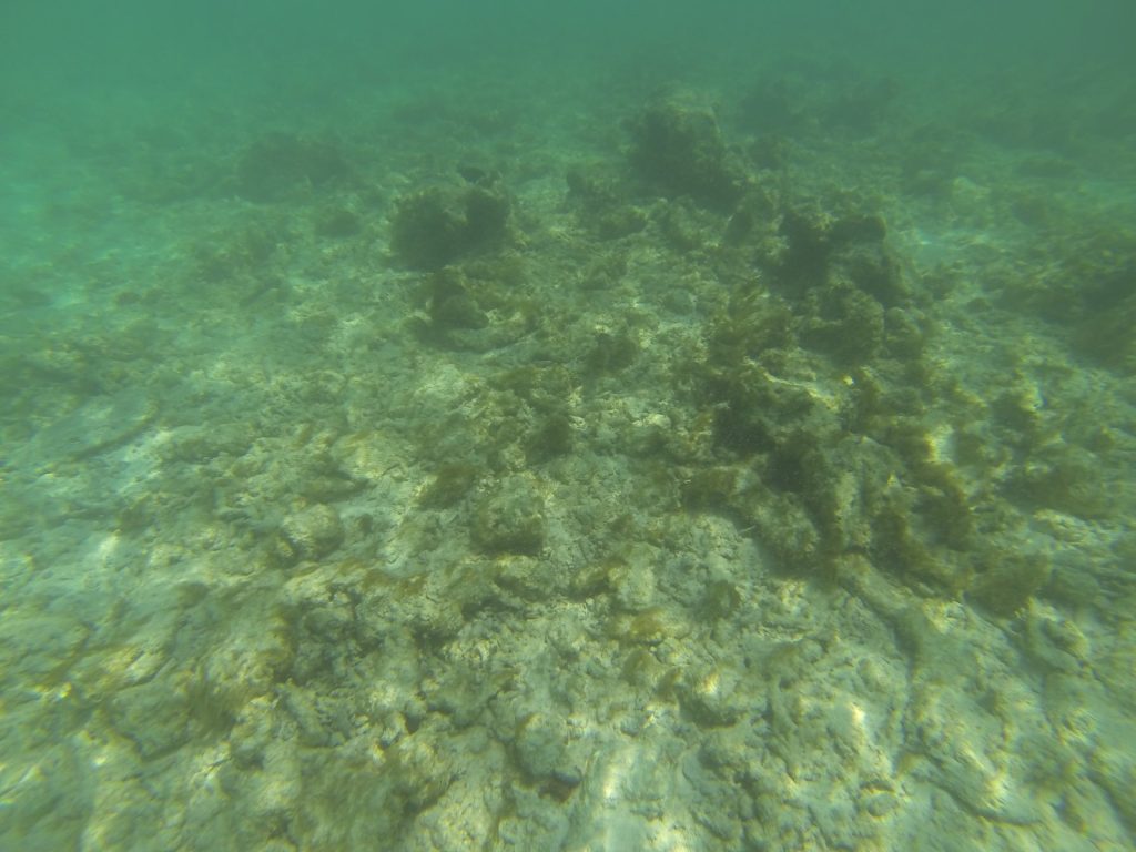 reef